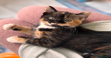 Mixed Breed cats - Advert 3