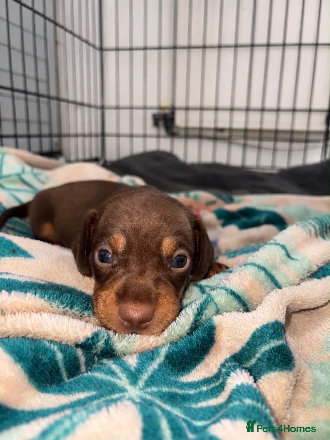Dachshund dogs Male Dachshund puppy - Advert 17