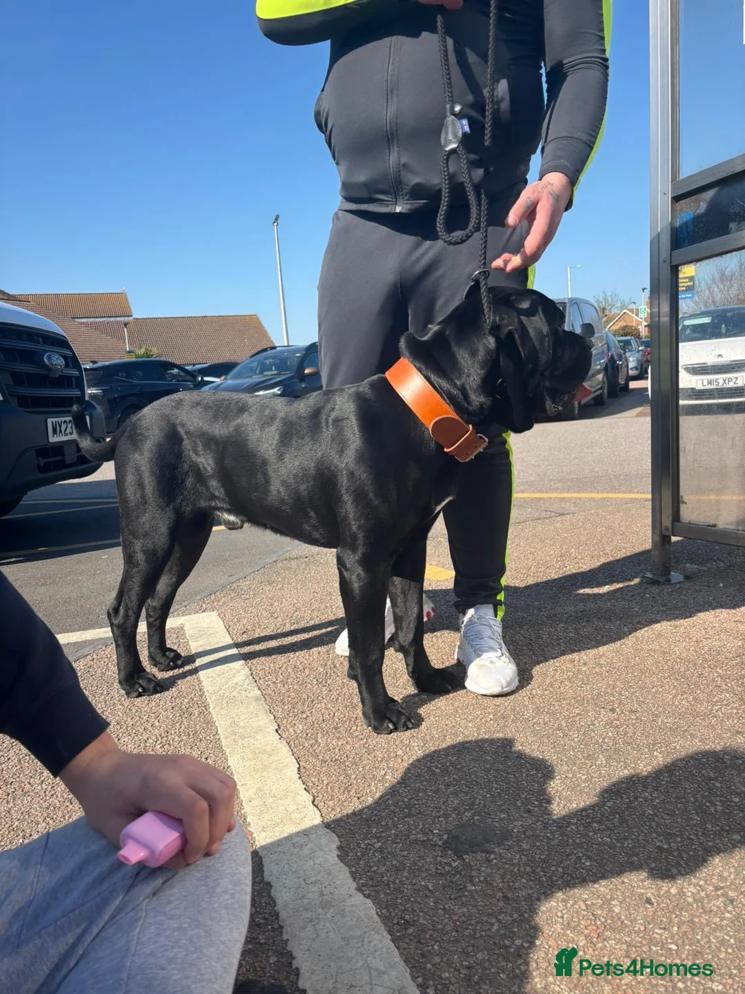 Cane Corso dogs for stud: Cane corso stud - Advert 2