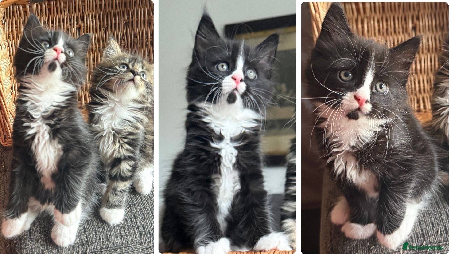 Mixed Breed cats Maine Coon Mixed Kittens Tabby & Tuxedo Richmond - Advert 3