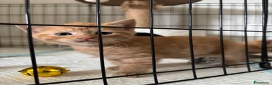 Mixed Breed 3