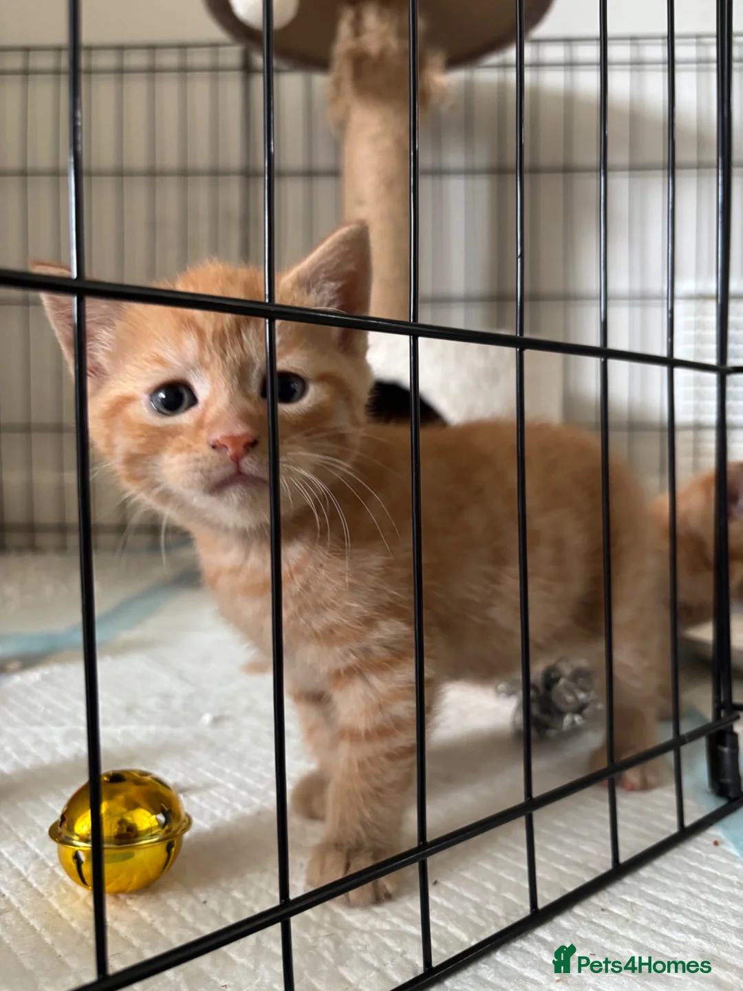 Mixed Breed cats for sale: three ginger kittens 5 weeks old🧡 - Advert 2