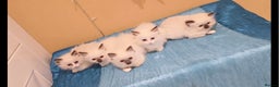Ragdoll cats for sale: TICA REGISTERED KITTENS/Active - Advert 4