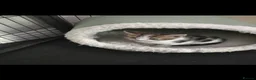 Mixed Breed cats for sale: Adorable Playful Kittens Ready To Reserve - Advert 20