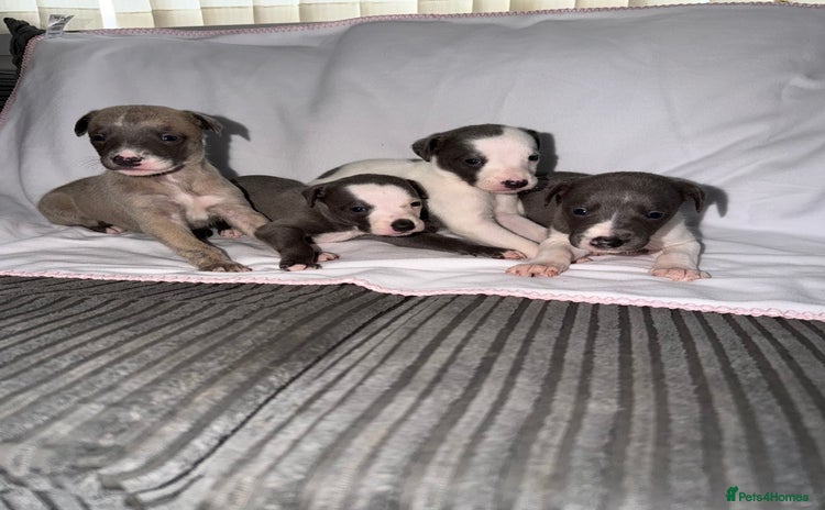 Whippet dogs Whippet pups for sale  - Advert 3