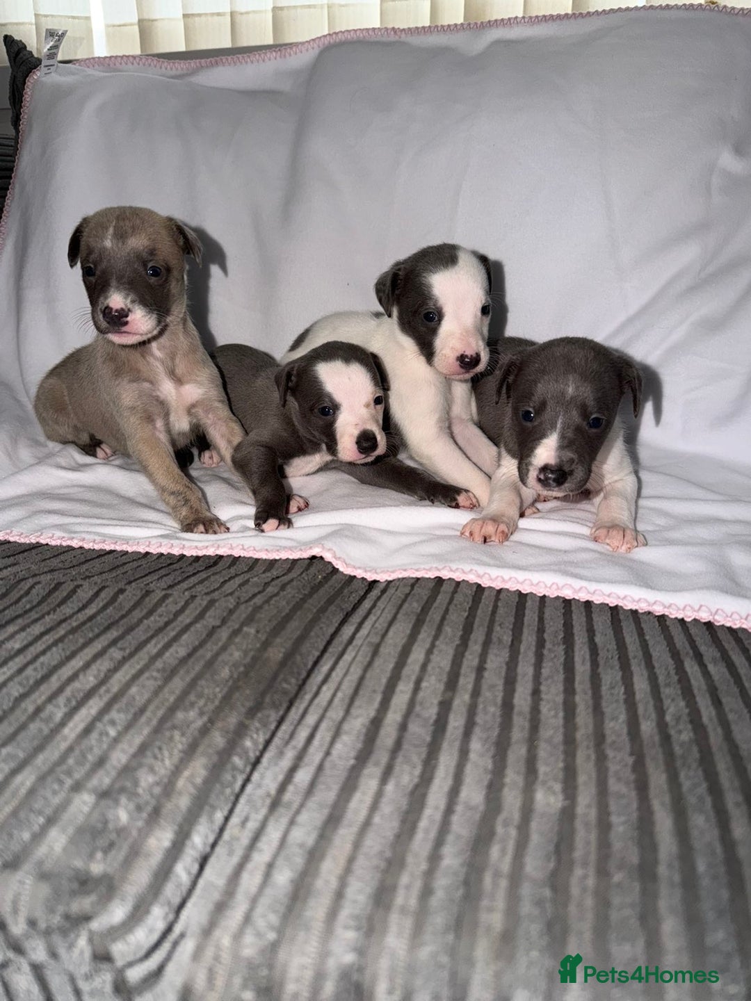 Whippet dogs for sale: Whippet pups for sale  - Advert 1