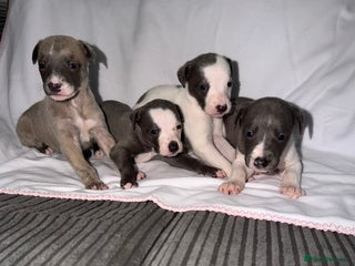 Whippet dogs for sale: Whippet pups for sale - Advert 1