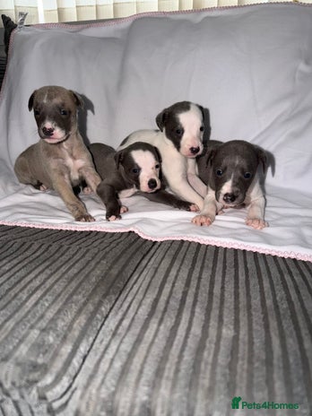 Whippet dogs Whippet pups for sale - Advert 2