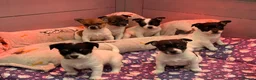 Jack Russell dogs for sale: Stunning Miniature Jack Russell Puppies  - Advert 7
