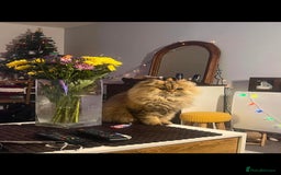 Persian cats for sale: Adorable pure Persian  - Image 6