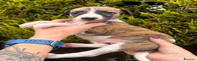 Puppy 6 Titan
