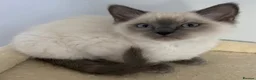 Ragdoll cats for sale: TICA REGISTERED PUREBRED RAGDOLL KITTENS AVAILABLE - Advert 22