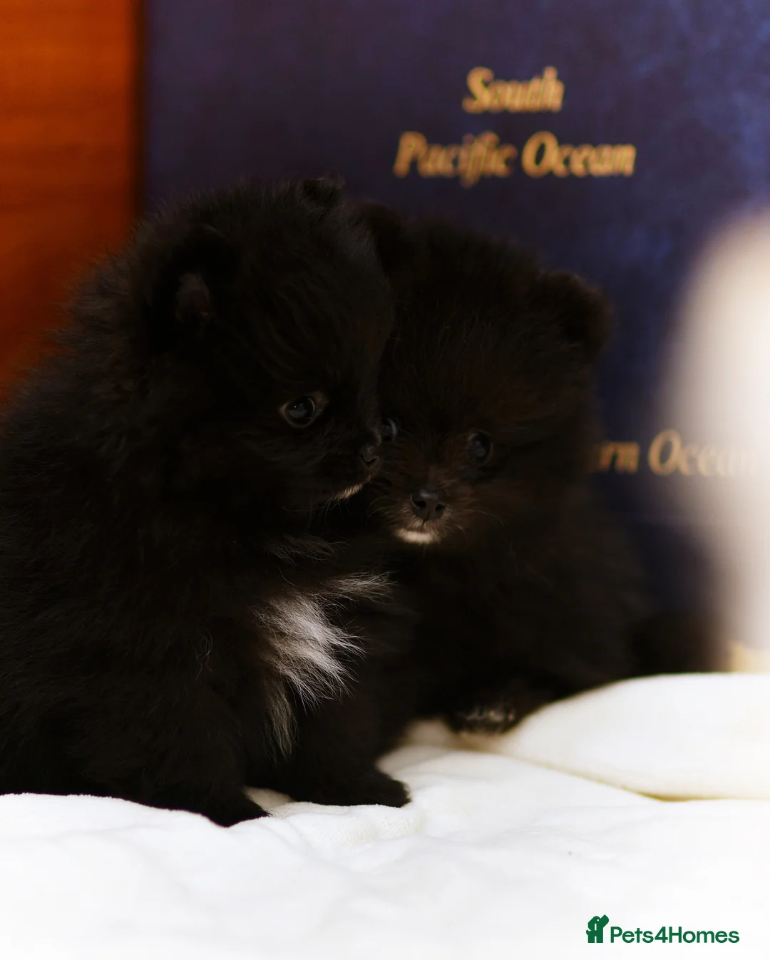 Pomeranian dogs for sale: BLACK POMERANIAN BOY WITH WHITE MARKINGS - Advert 3