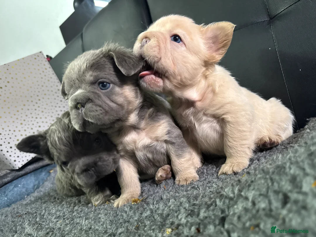 French Bulldog dogs for sale: **REDUCED**FLUFFY  FULL FLUFFY FRENCHBULLDOGS😍😍 - Advert 9