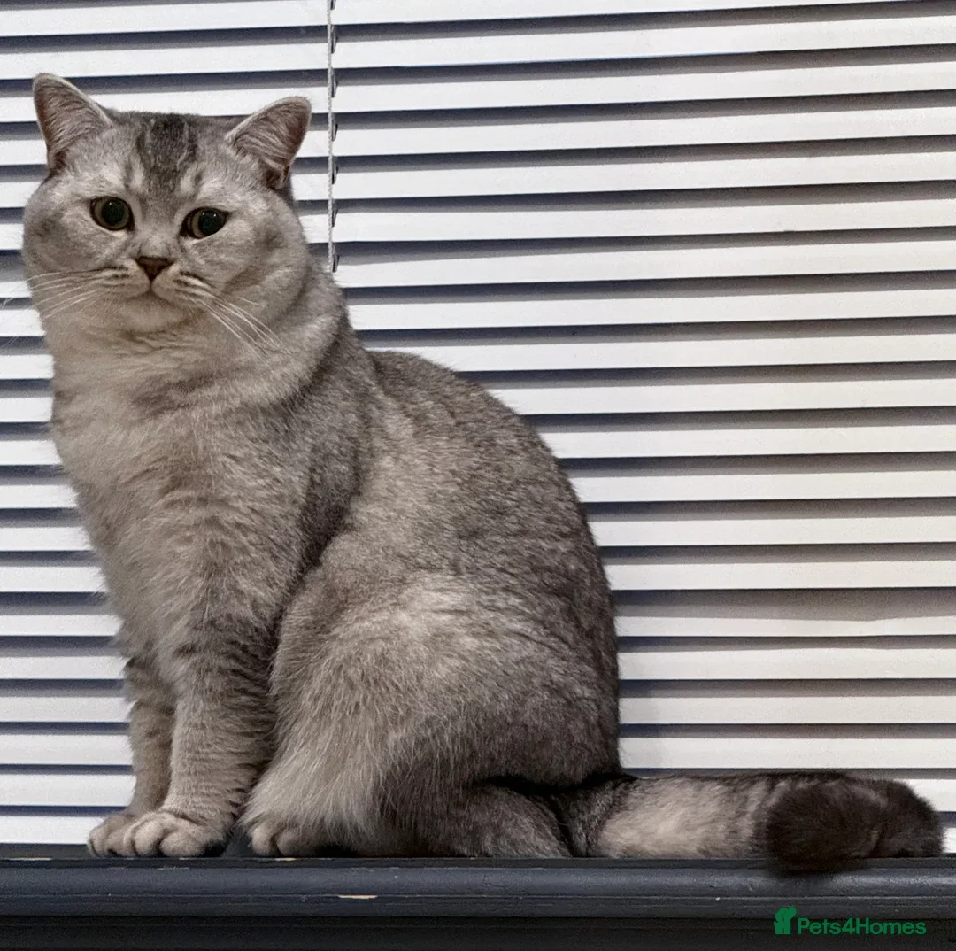 British Shorthair cats for sale: 8 BRITISH SHORTHAIR KITTENS GCCF REGISTERED  - Advert 2