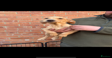 Labrador Retriever dogs - Advert 12