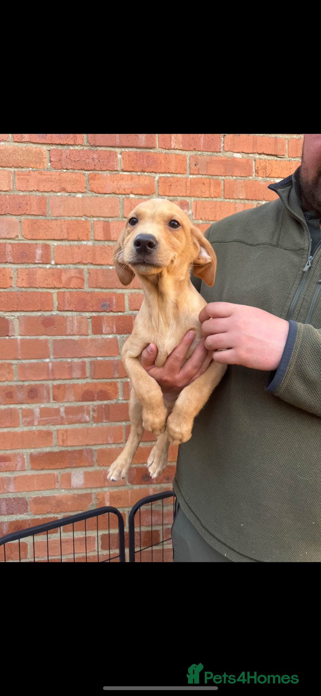 Labrador Retriever dogs for sale: KC Working line Labradors - Image 2
