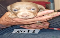 Dachshund dogs for sale: 7 beautiful dachshunds puppys - Image 5