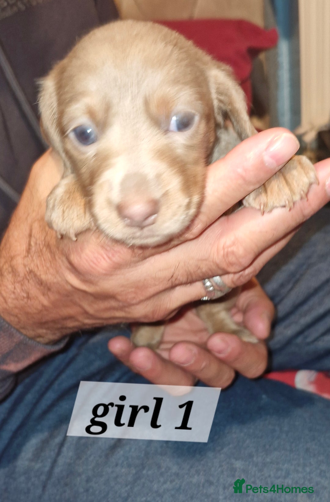 Dachshund dogs for sale: 7 beautiful dachshunds puppys - Image 5