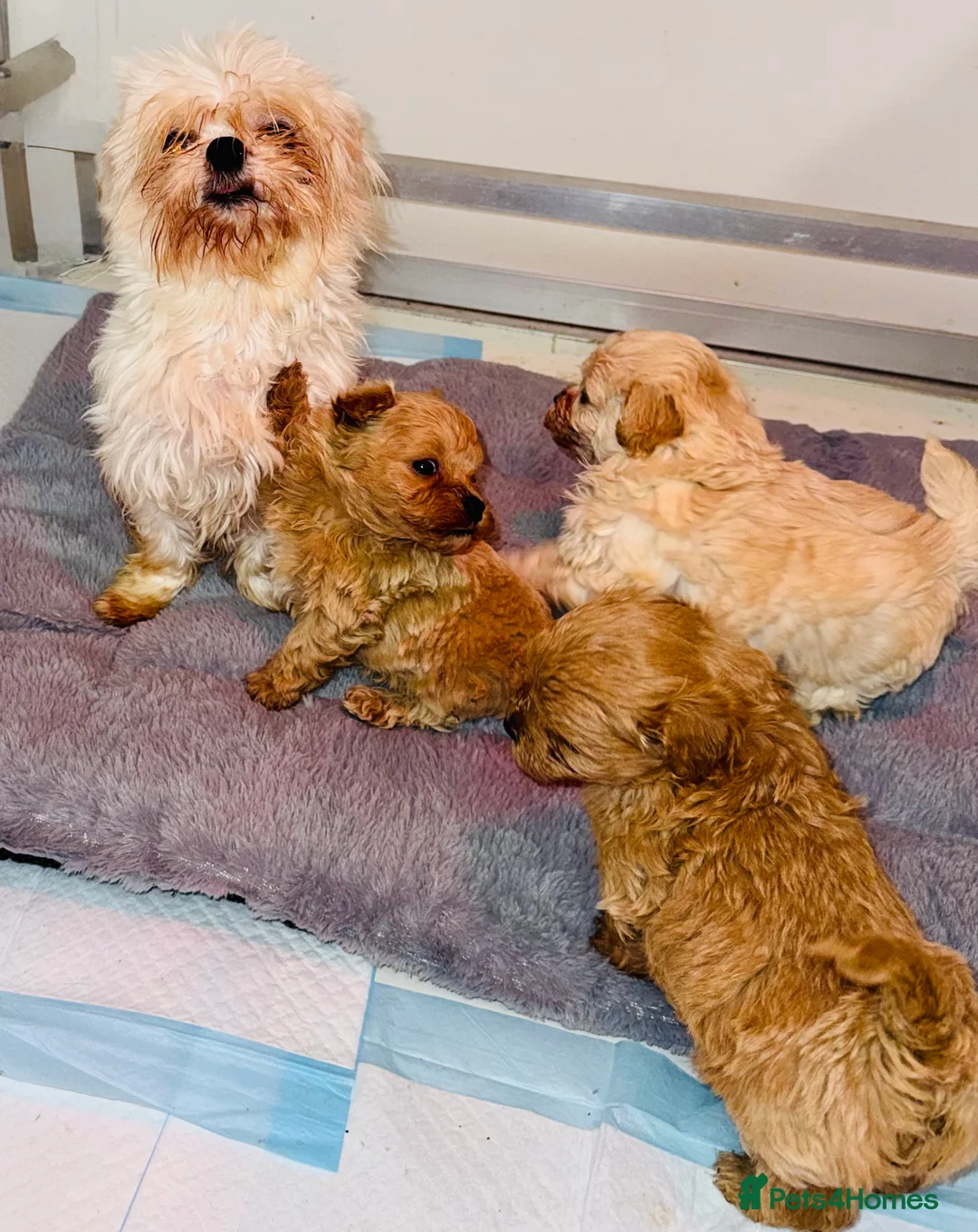 Maltipoo dogs for sale:    Beautiful Korean Maltipoo Puppies – 5 Week Old  - Advert 1