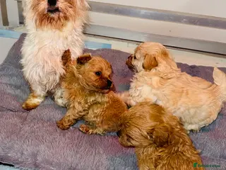 Maltipoo dogs Beautiful Korean Maltipoo Puppies – 5 Week Old - Advert 2