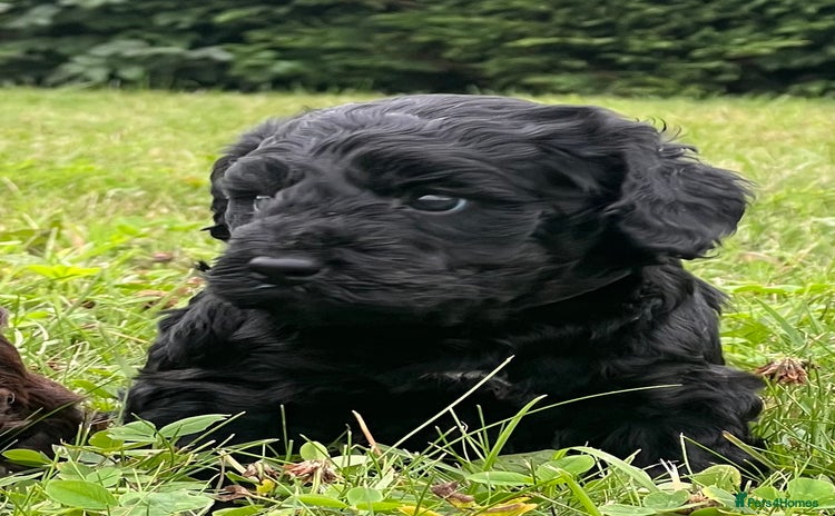 Cockapoo dogs - Advert 6