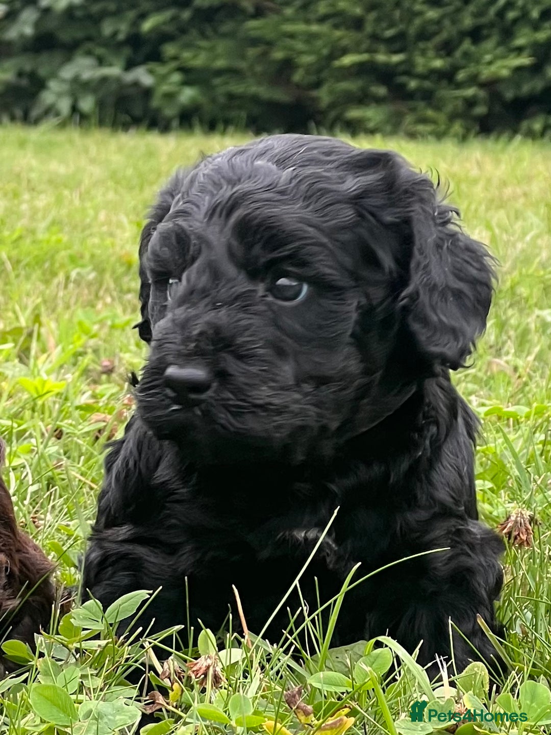 Cockapoo dogs for sale: F1 Cockapoo pups - Image 1