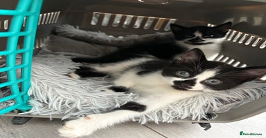 Mixed Breed cats - Advert 10