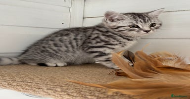 British Shorthair cats - Advert 11
