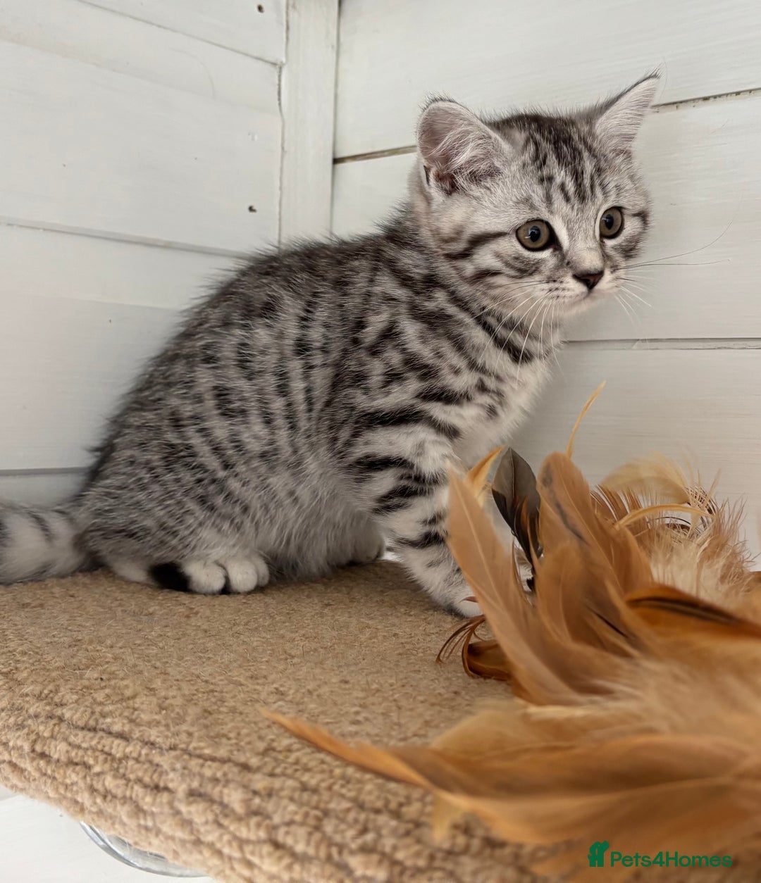 British Shorthair cats for sale: Black silver spotted British shorthair - Image 4