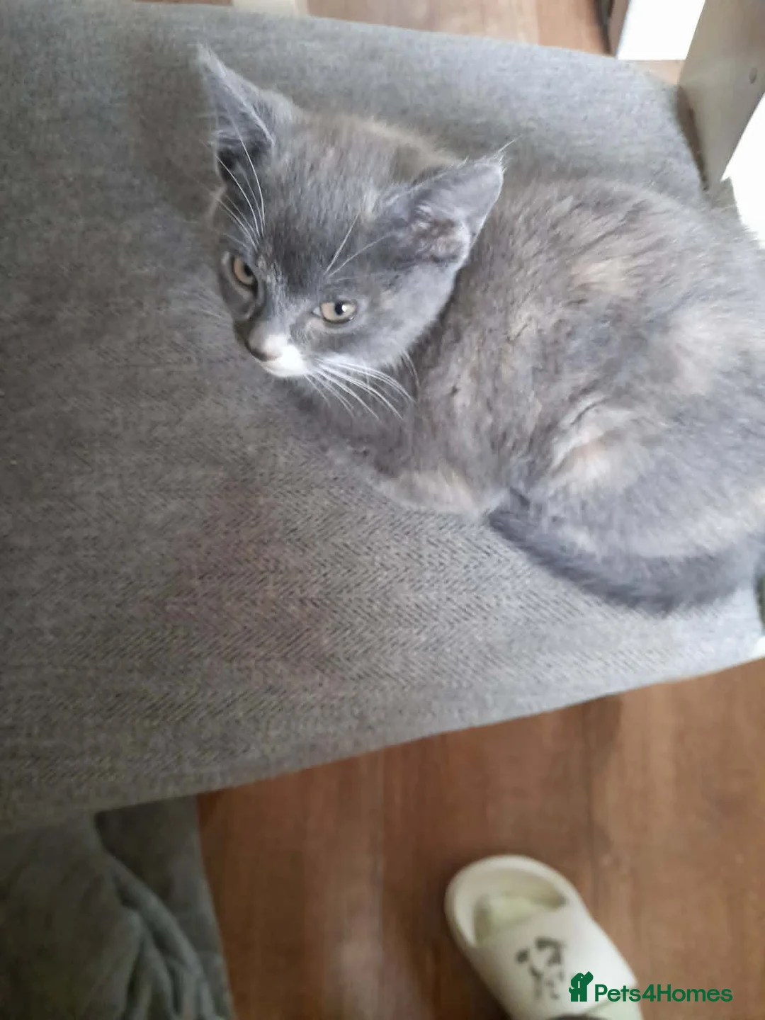 Mixed Breed cats for sale: girl and boys - Advert 2