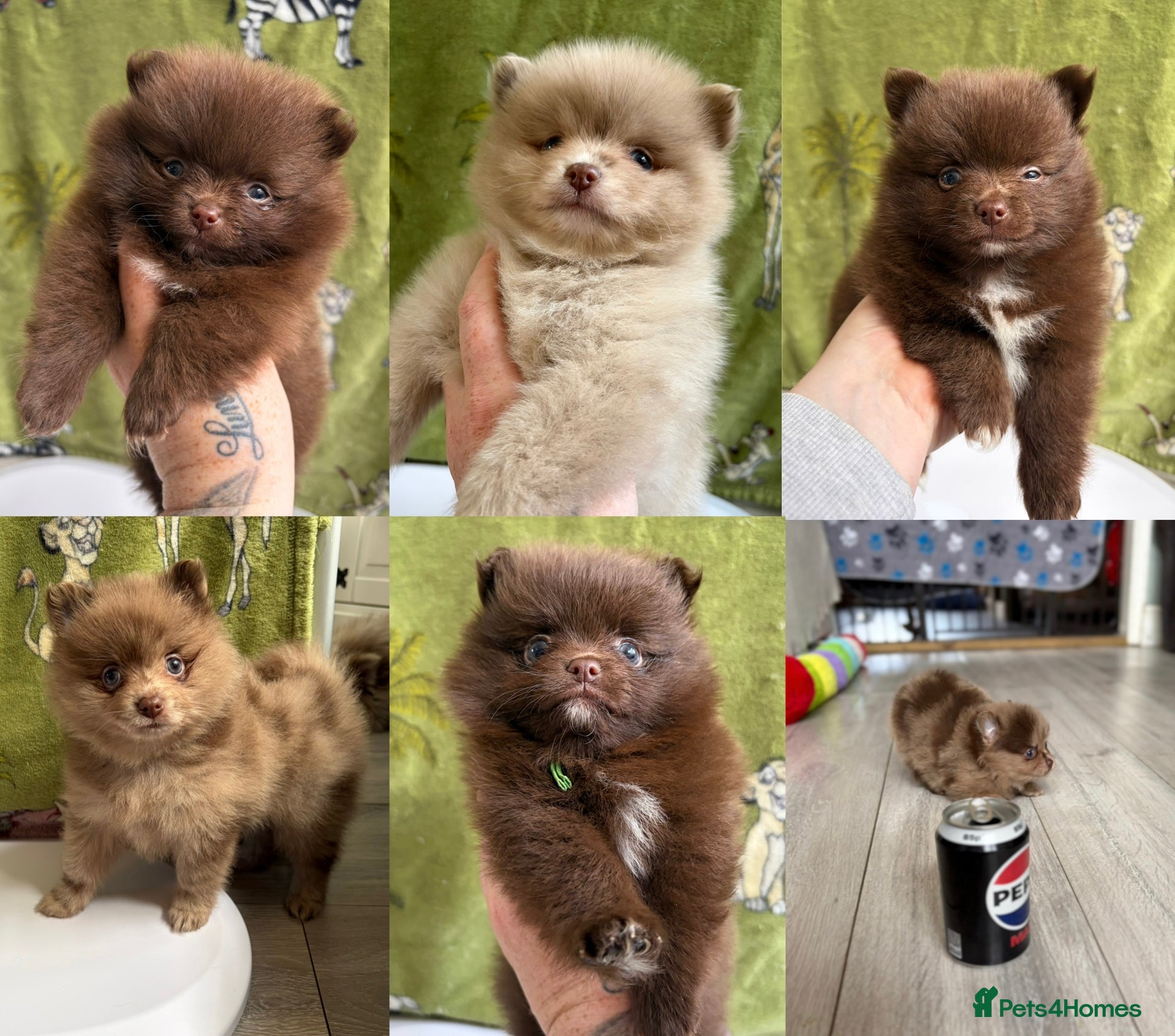 Pomeranian dogs 100% POM PUPS!🐻 DNA&HEALTH TESTED!🧬 - Advert 13
