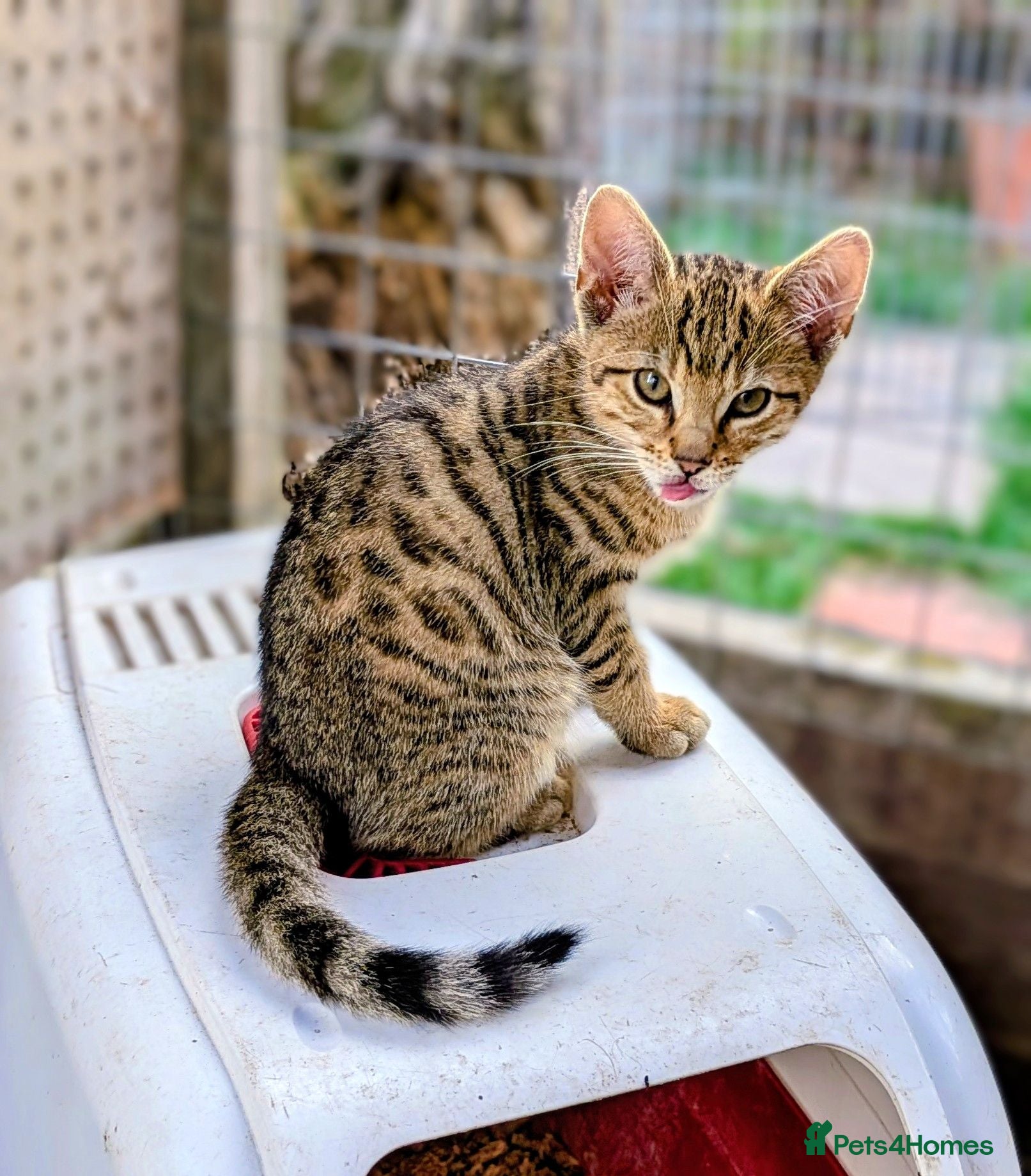 Mixed Breed cats Ready now... Gorgeous Bengal X Kittens - Advert 16