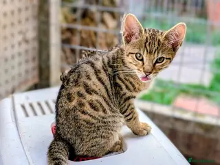 Mixed Breed cats Ready now... Gorgeous Bengal X Kittens - Advert 16