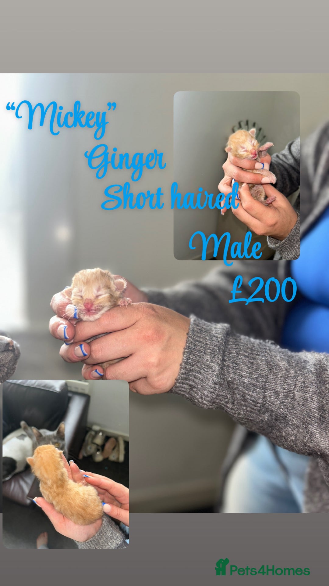 Mixed Breed cats for sale: 3 Stunning kittens left 🧸🤍 - Image 3