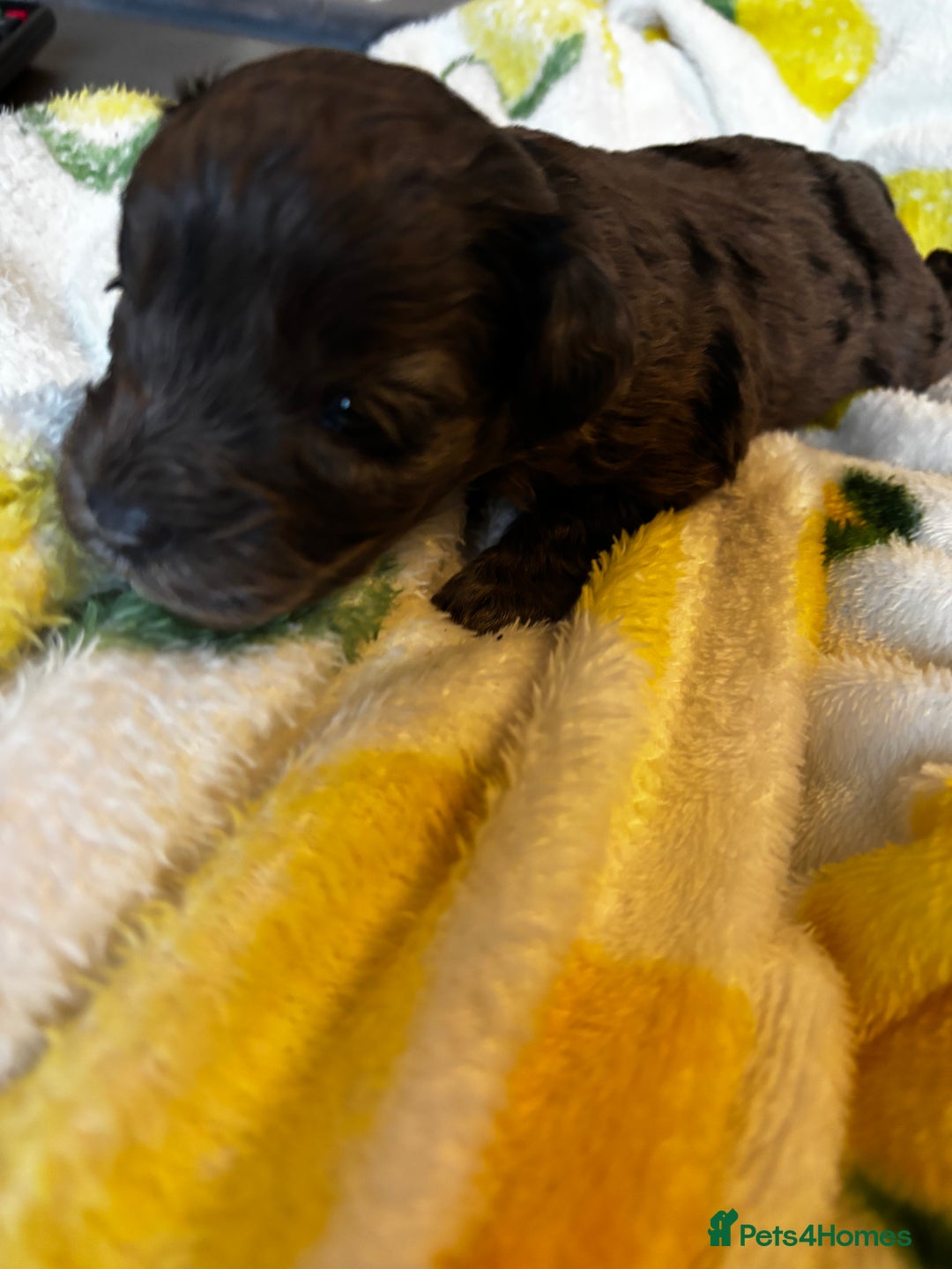 Cavapoochon dogs for sale: 🐶Exceptional cavapoochon pup's🐶 - Advert 3