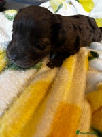 Cavapoochon dogs 🐶Exceptional cavapoochon pup's🐶 - Advert 3