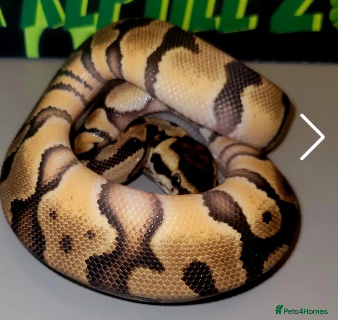 Python Snake reptiles for sale: Juvenile ile Royal Pythons - Image 4