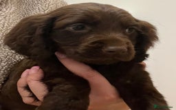 Cocker Spaniel dogs for sale: Cocker spaniel pups 🐾 - Image 3