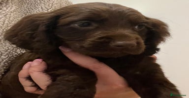 Cocker Spaniel dogs - Advert 4