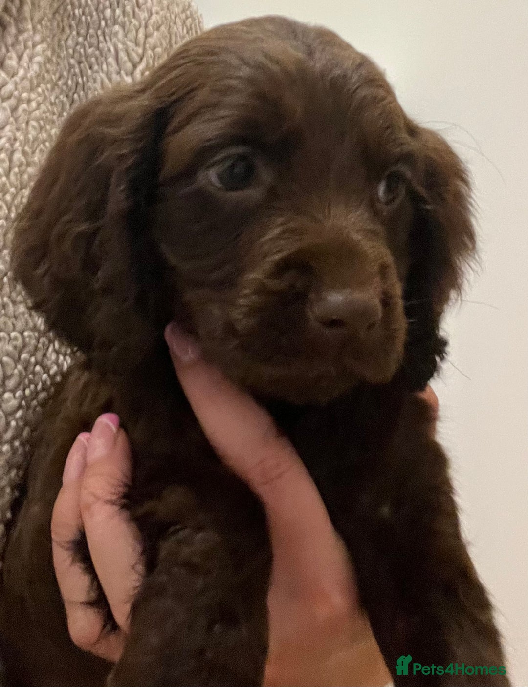 Cocker Spaniel dogs for sale: Cocker spaniel pups 🐾 - Image 3