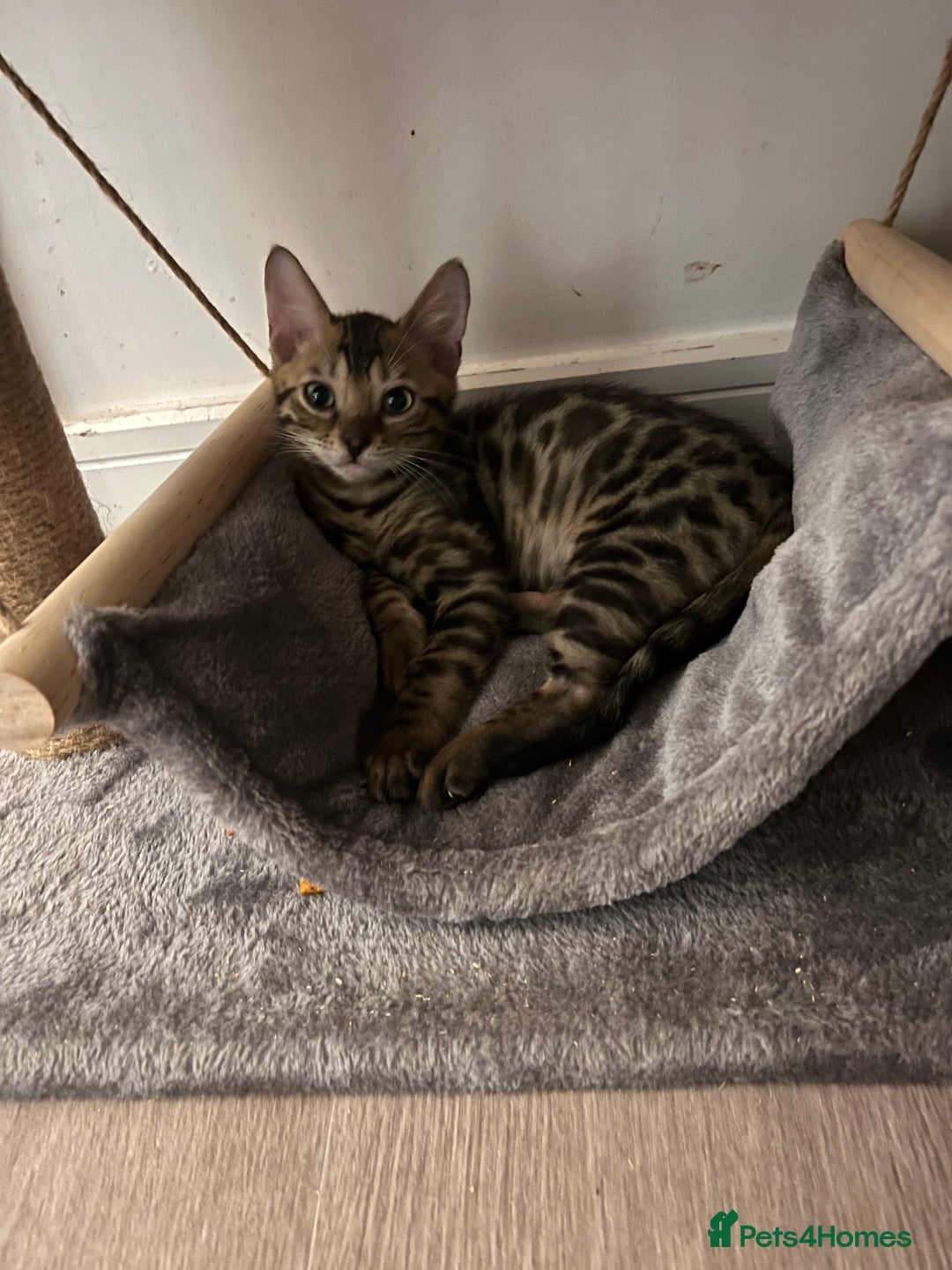 Bengal cats for sale: Stunning full pedigree registered bengal kittens  - Advert 8