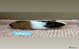 Guinea Pig rodents for sale: Young Guinea pigs  - Advert 1