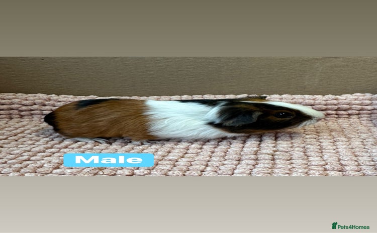 Guinea Pig rodents Young Guinea pigs  - Advert 6