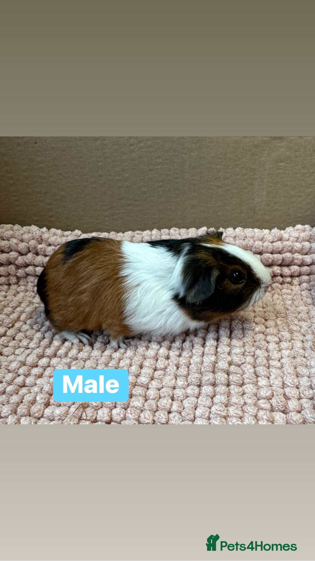 Guinea Pig rodents for sale: Young Guinea pigs  - Advert 1