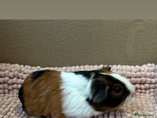 Guinea Pig rodents Young Guinea pigs - Advert 6