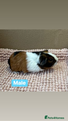 Guinea Pig rodents Young Guinea pigs - Advert 4