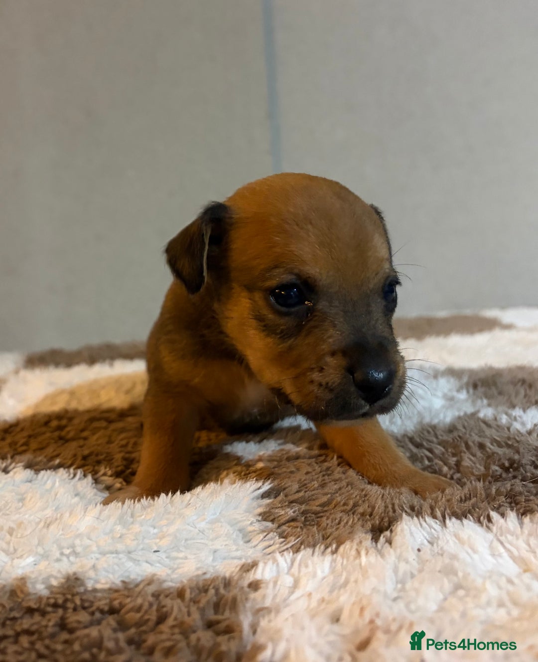 Mixed Breed dogs for sale: Lakeland x Russell pups  - Advert 19