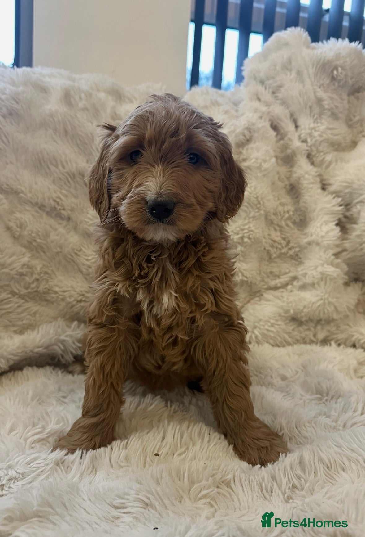 Goldendoodle dogs Beautiful golden doodles  - Advert 6