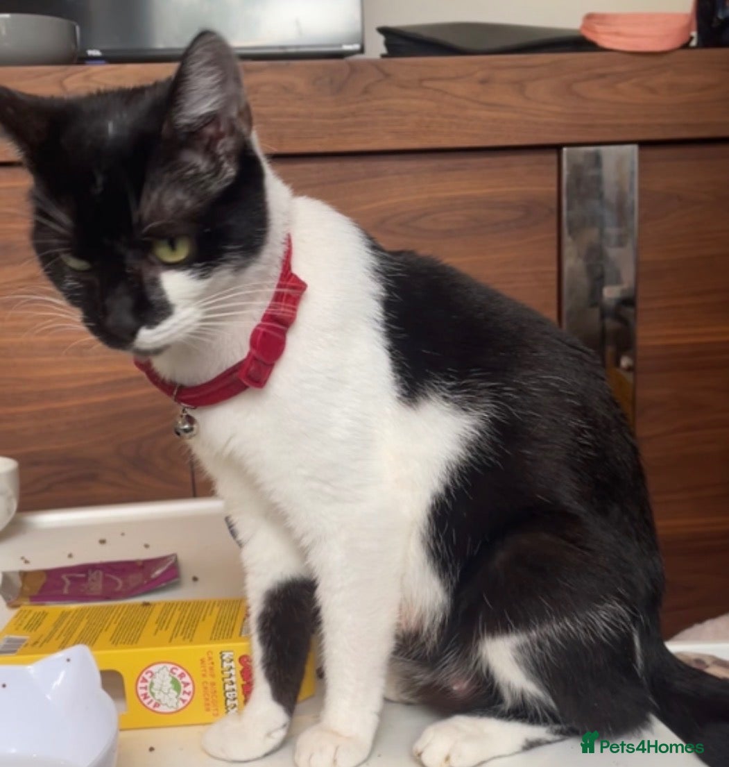 Mixed Breed cats Male  - Advert 8